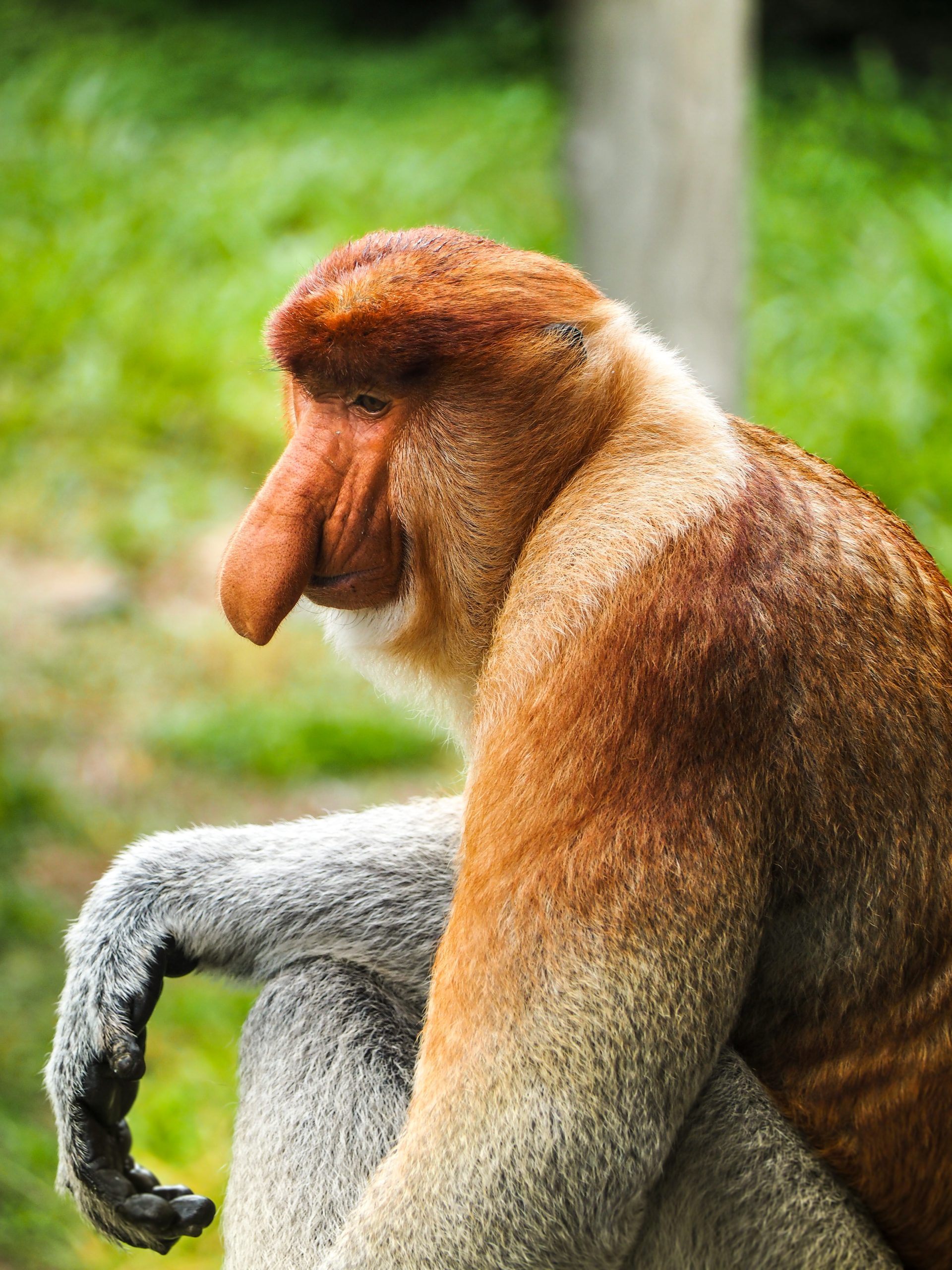 Borneo Sabah Sawarak Tour and Travel